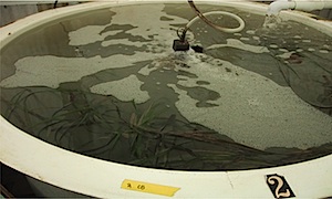 A photo of mesocosm tanks containing water and seagrass at the Romberg Tiburon Center.